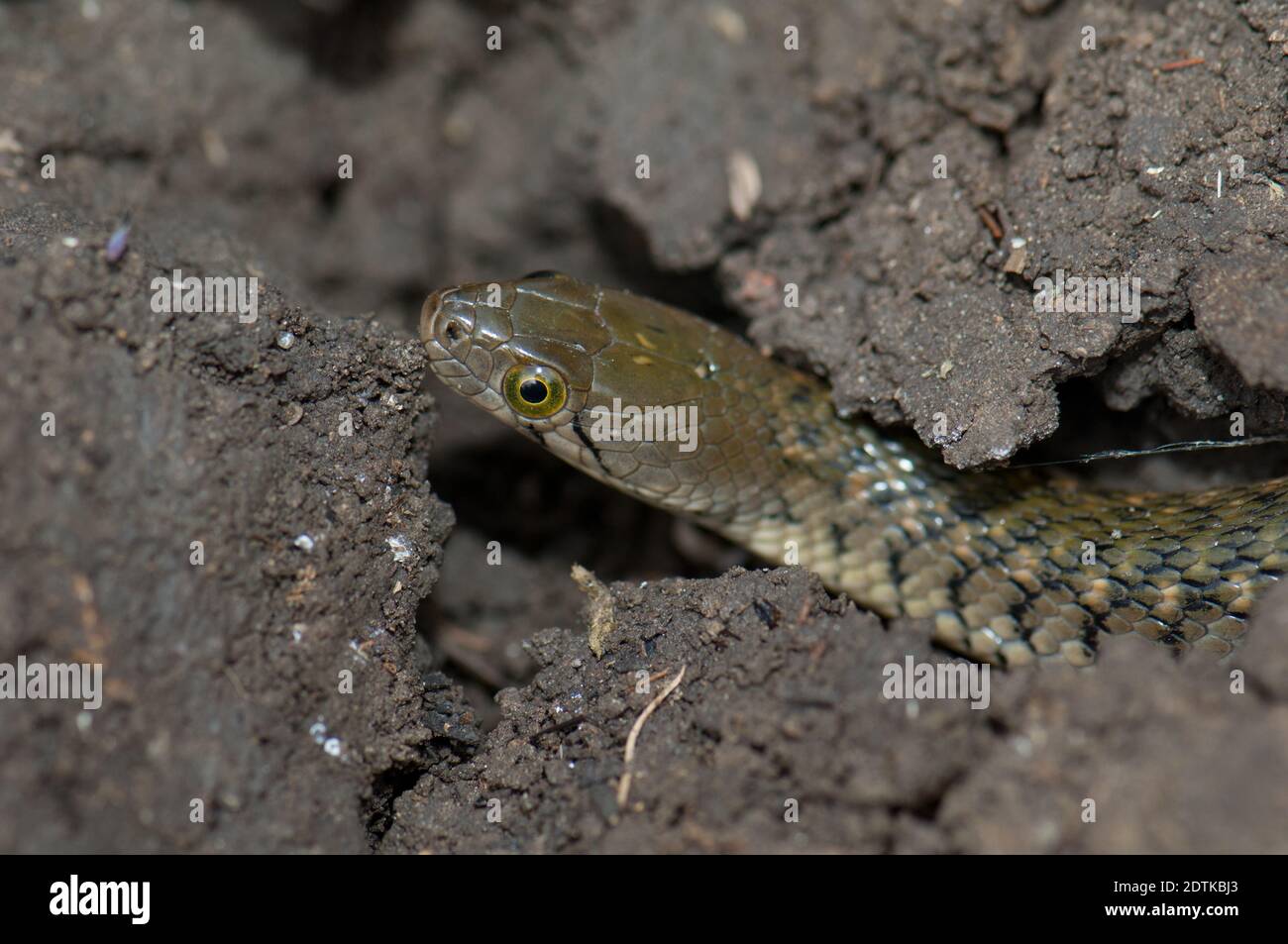 Checkered keelback Xenochrophis piscator on the ground. Keoladeo Ghana National Park. Bharatpur. Rajasthan. India. Stock Photo