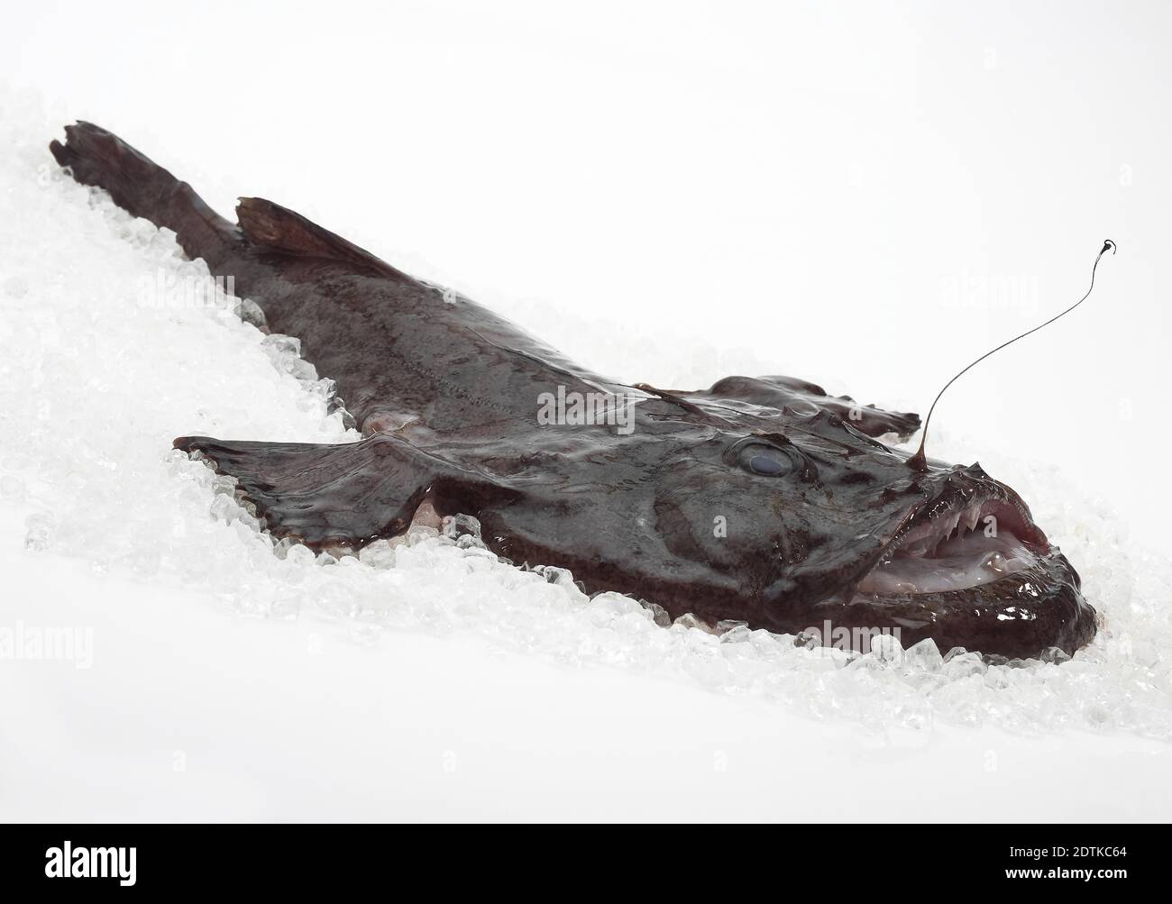 Angler Fish or Monkfish with Lantern on the Textured Dark Background.  Lophius Piscatorius. Stock Vector - Illustration of aquatic, graphic:  60682624