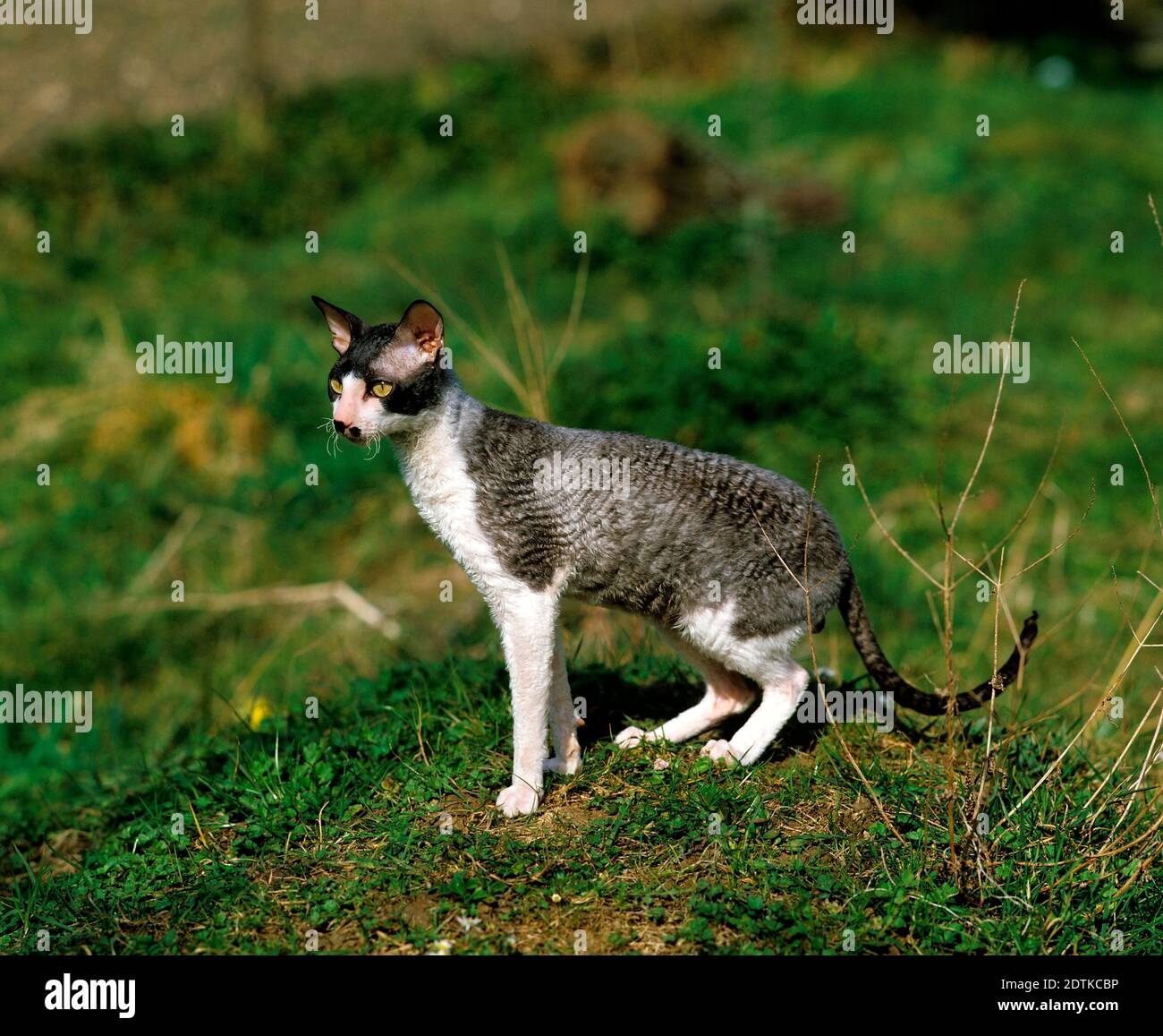 Cornish Rex Domestic Cat Stock Photo