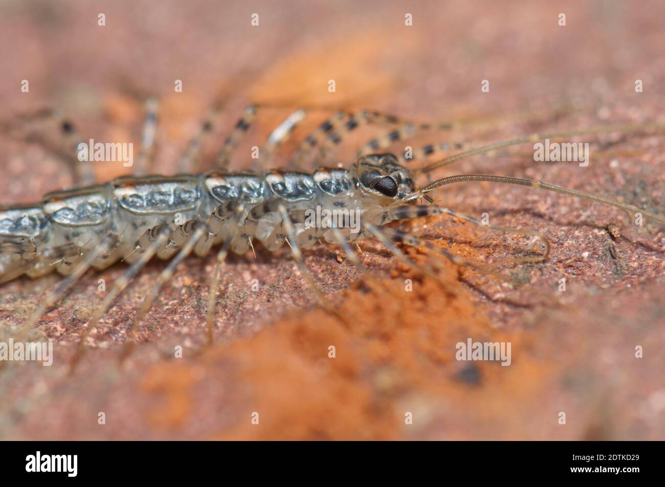 House centipede Scutigera coleoptrata on the ground. Keoladeo Ghana ...
