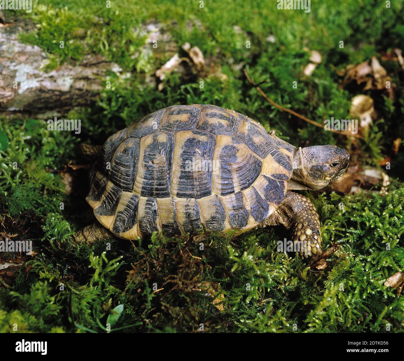 Hermann's Tortoise, testudo hermanni, standing on Moss Stock Photo