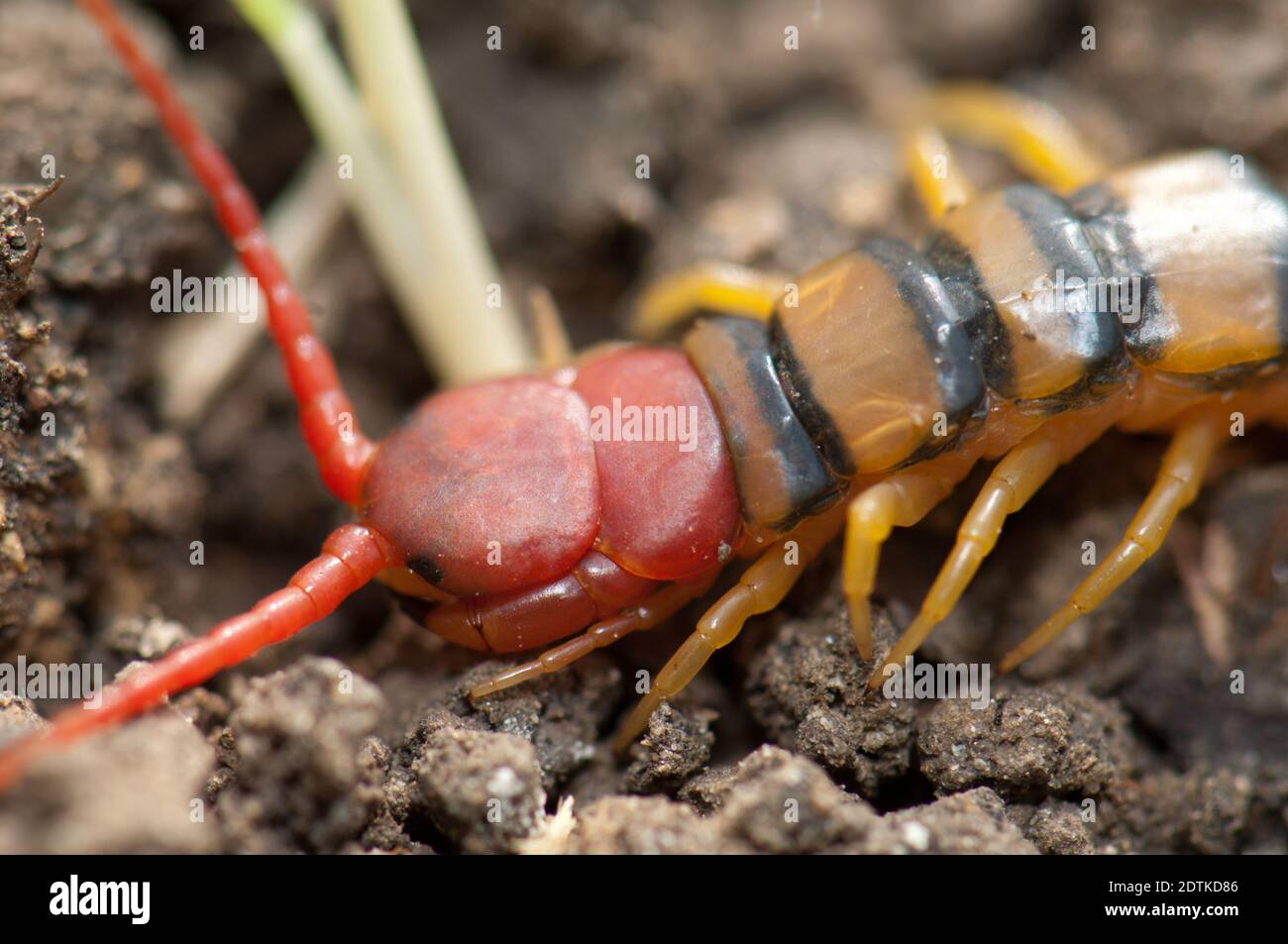 Soil Centipedes Hi res Stock Photography And Images Alamy soil-centipedes-hi-res-stock-photography-and-images-alamy