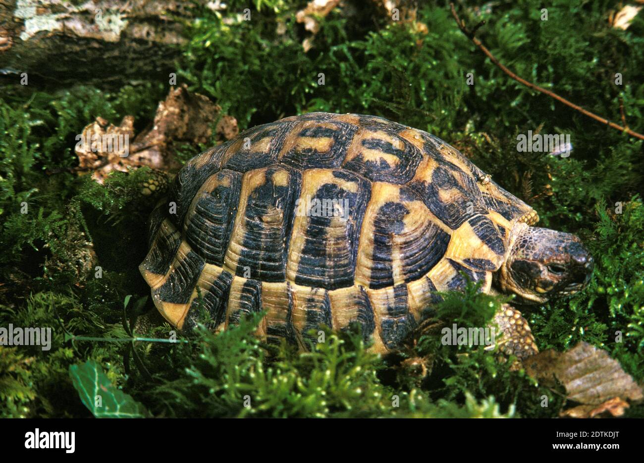 Hermann's Tortoise, testudo hermanni standing on Moss Stock Photo