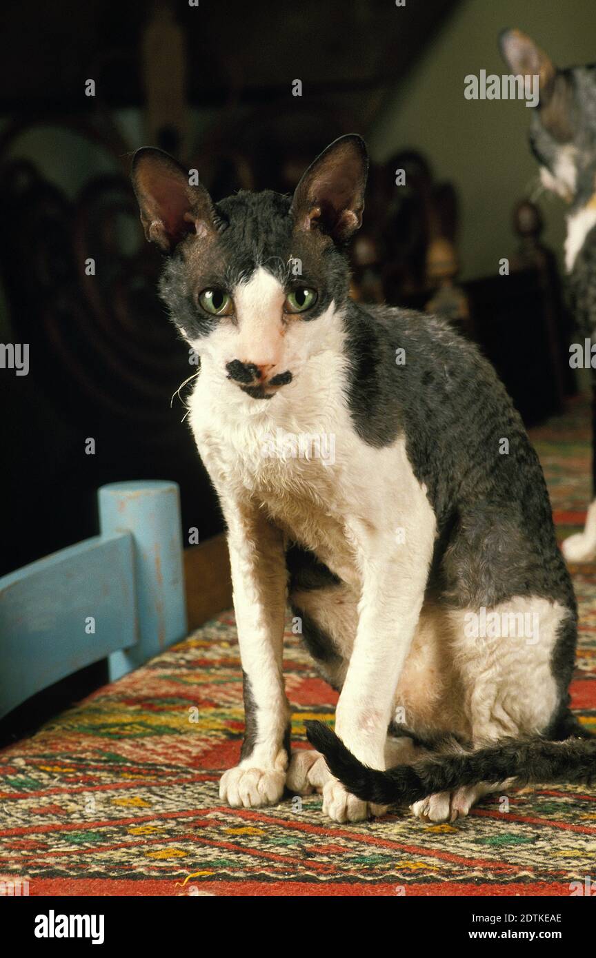 Cornish Rex Domestic Cat sitting Stock Photo