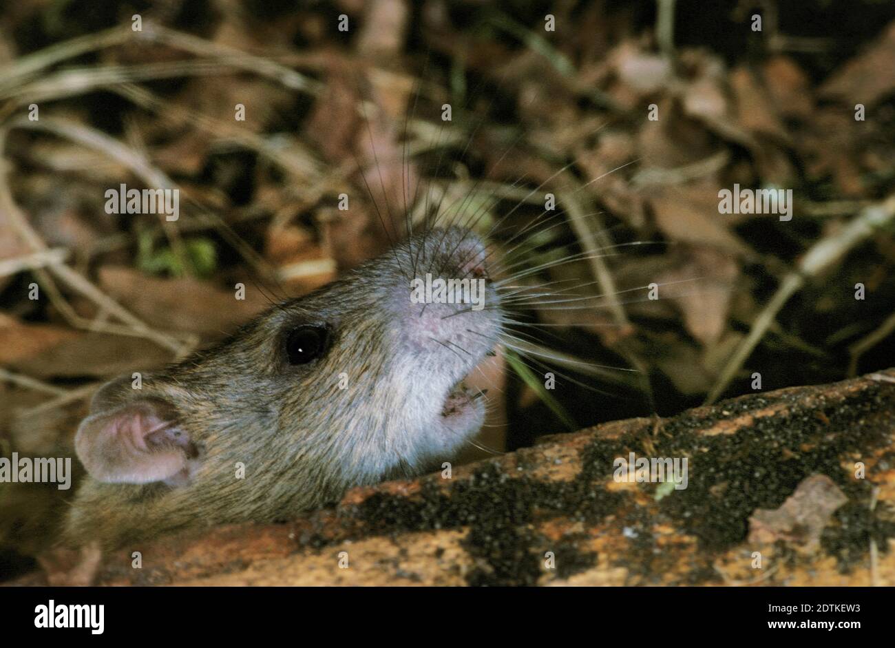 Black Rat, rattus rattus Stock Photo - Alamy