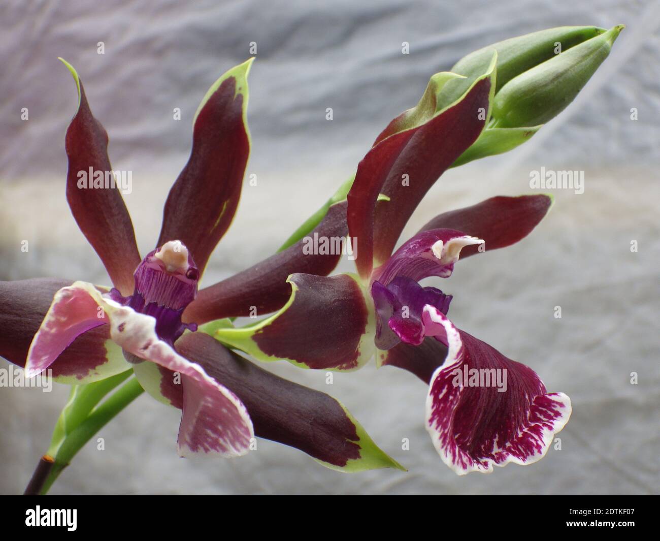 A closeup shot of orchid zygopetalum flowers Stock Photo