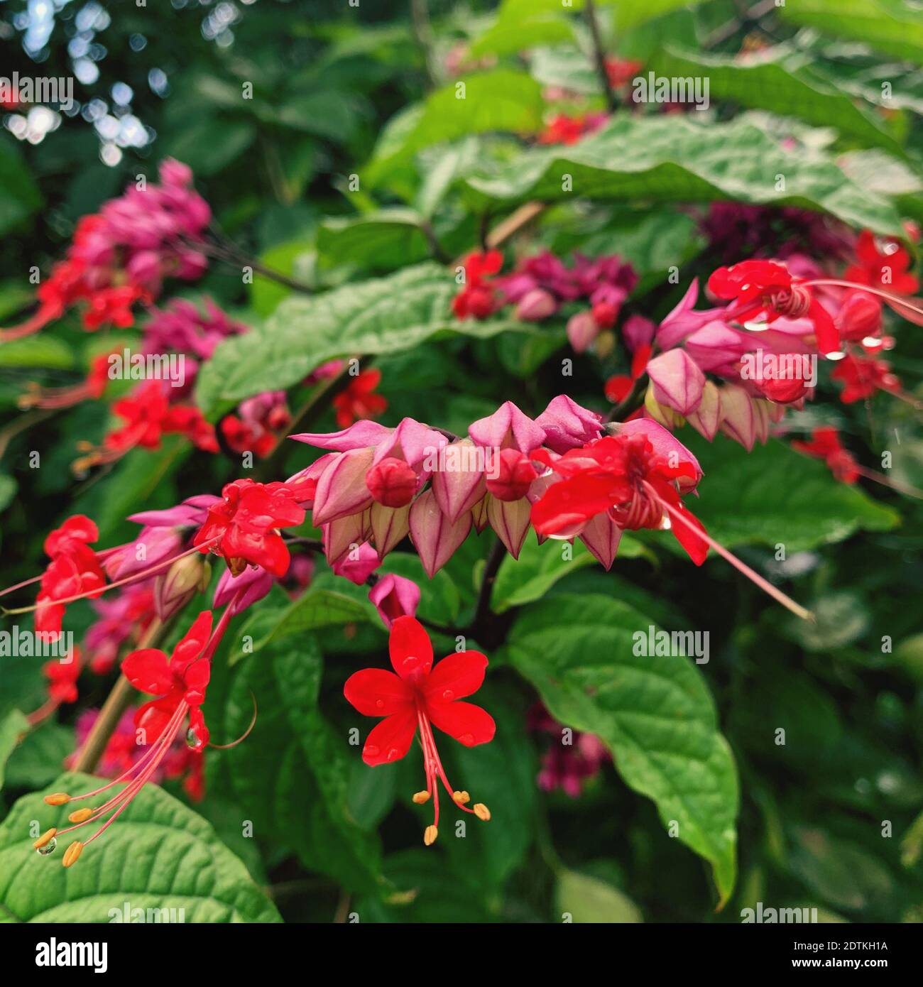 Close-up Of Red Flowering Plants Stock Photo