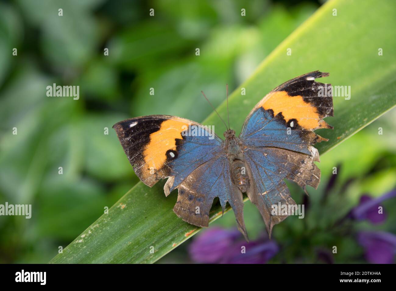 Butterfly On Leaf - Indisches Blatt Mit Leider Ramponierten Flügeln Stock Photo