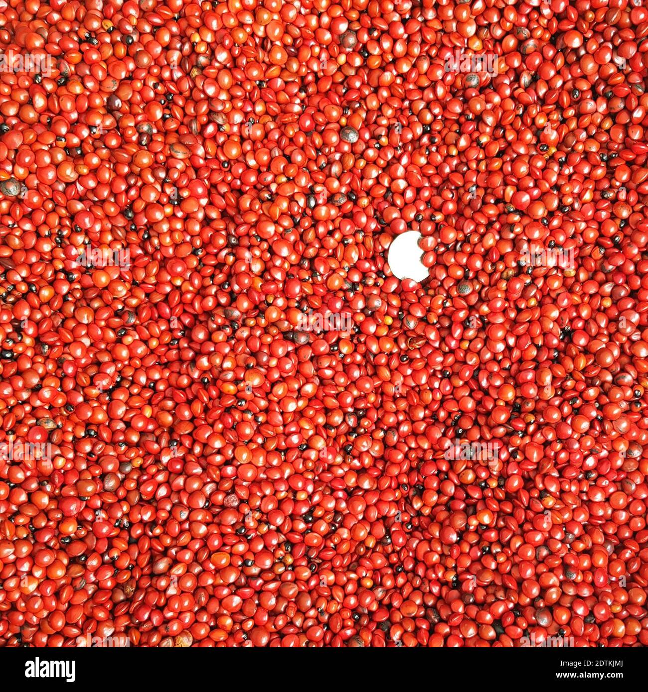 India lucky red seed hires stock photography and images Alamy
