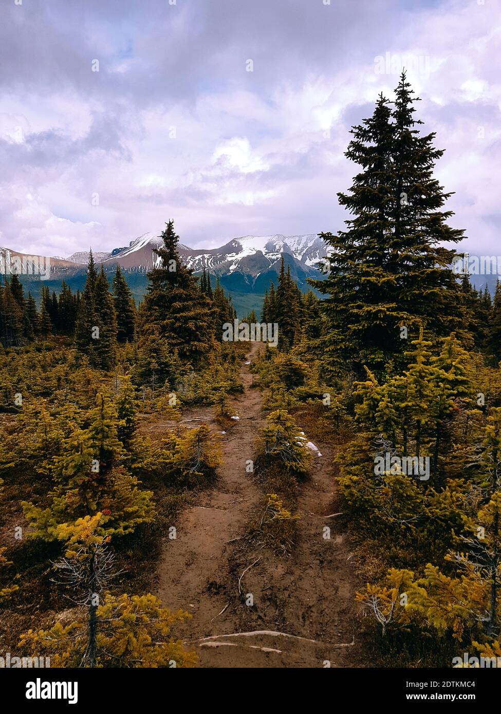 Hiking trail in rocky mountains in Alberta, Canada. Nobody Stock Photo