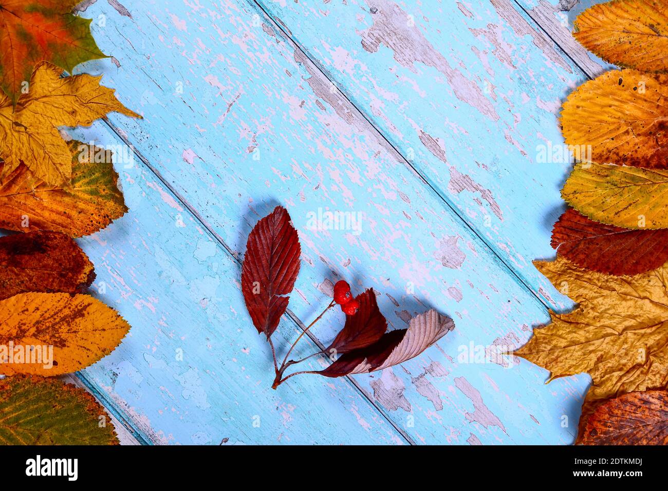 Leaves tree top hi-res stock photography and images - Alamy