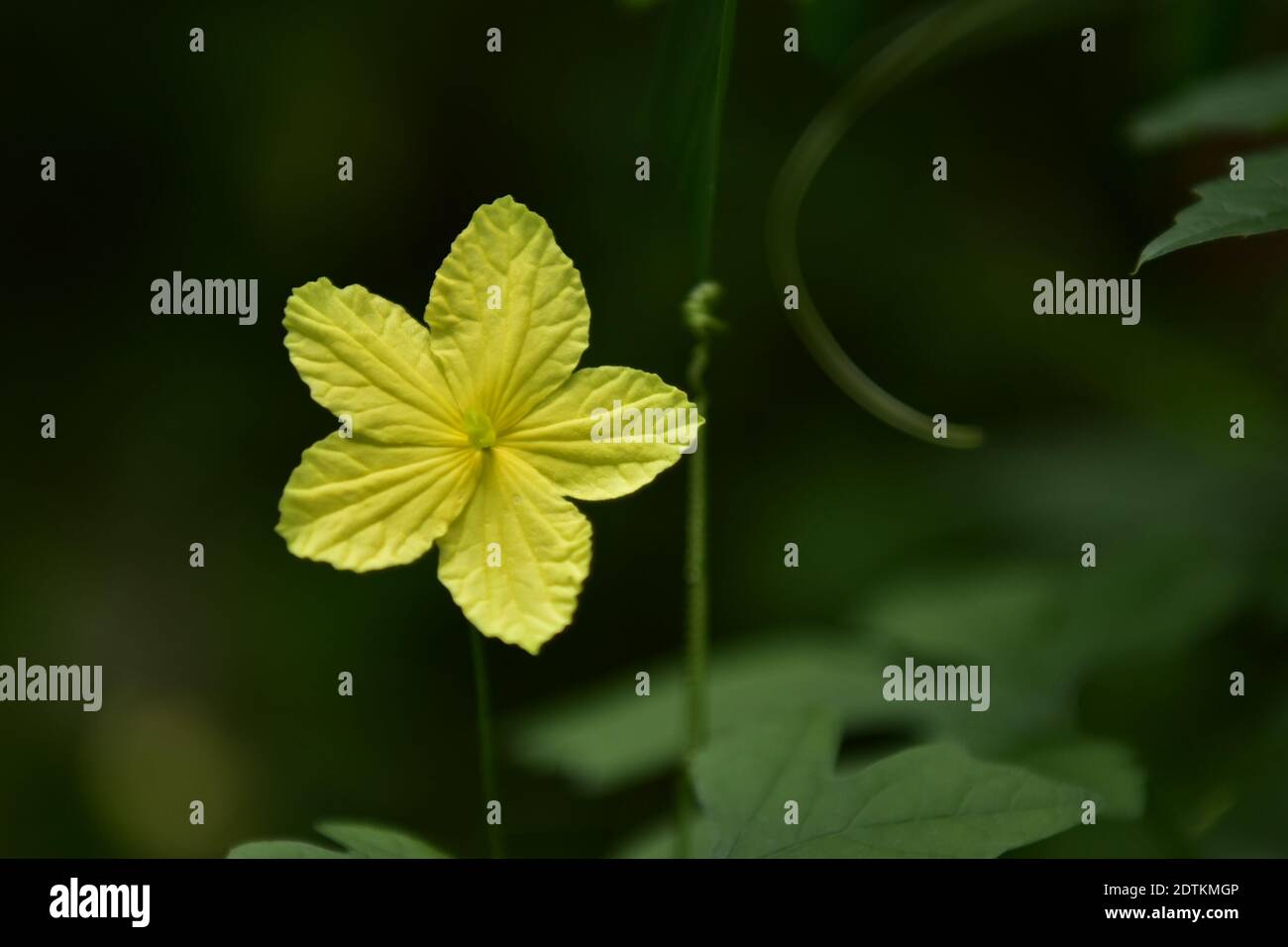 Bitter gourd flower hires stock photography and images Alamy