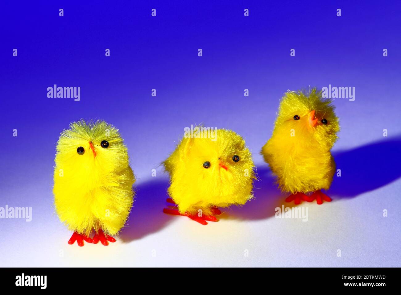 Three Easter chick toy chickens isolated on a blue background Stock Photo