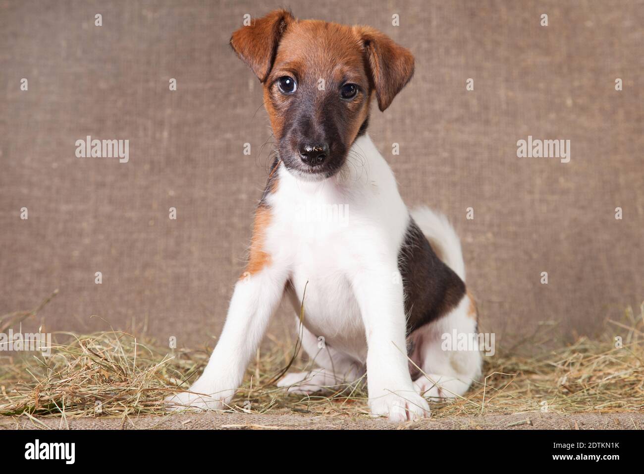 Smooth Haired Terrier Hi res Stock Photography And Images Alamy
