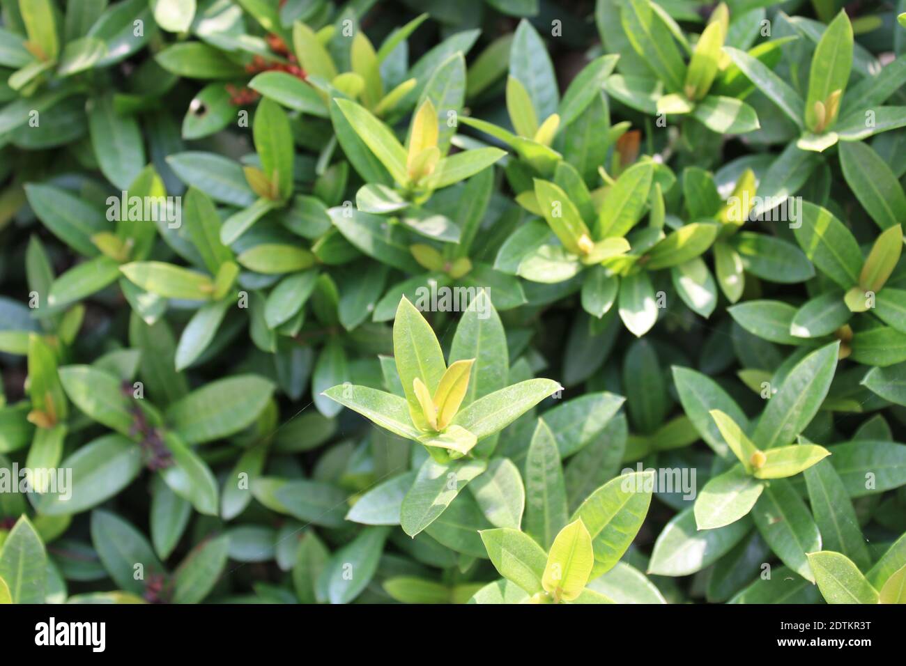 Fresh Tree Leaf Natural Background Photo Capture At Dhaka Bangladesh Stock Photo Alamy