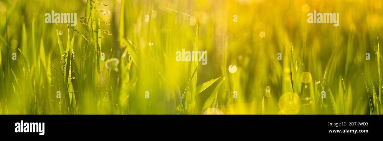 Abstract image of grass stems with dew beads on the tips at sunrise in the English countryside panoramic Stock Photo