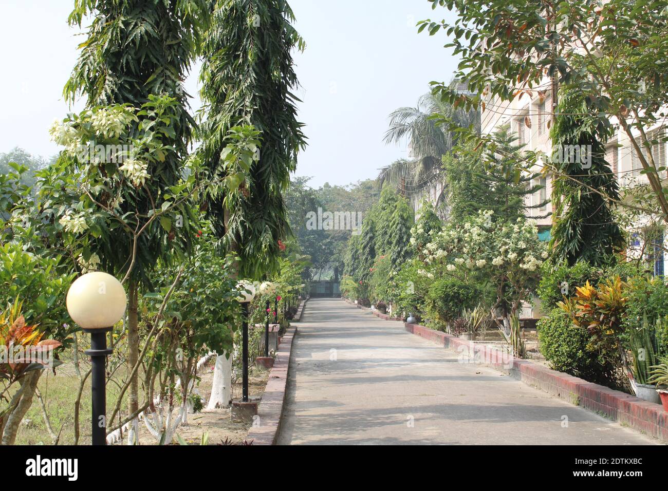 Flower tree in the pot beside the road natural photo at Dhaka