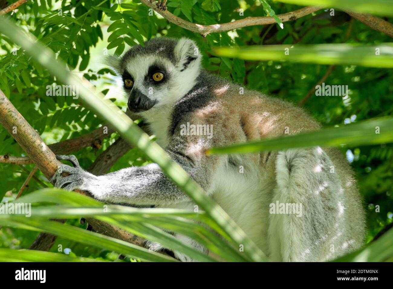 koala lemur high resolution stock photography and images alamy koala lemur high resolution stock photography and images alamy