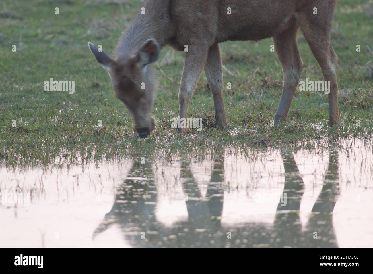Freshwater grazing marsh hi-res stock photography and images - Alamy