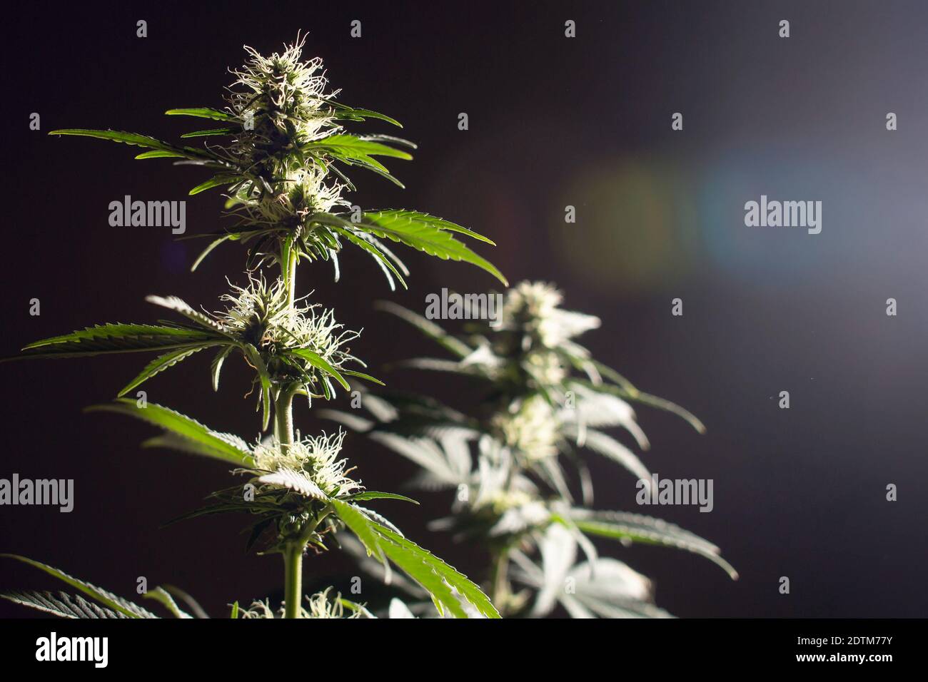 Cannabis medical plants with blossom flowers in soft cotrast light on black background with empty place Stock Photo