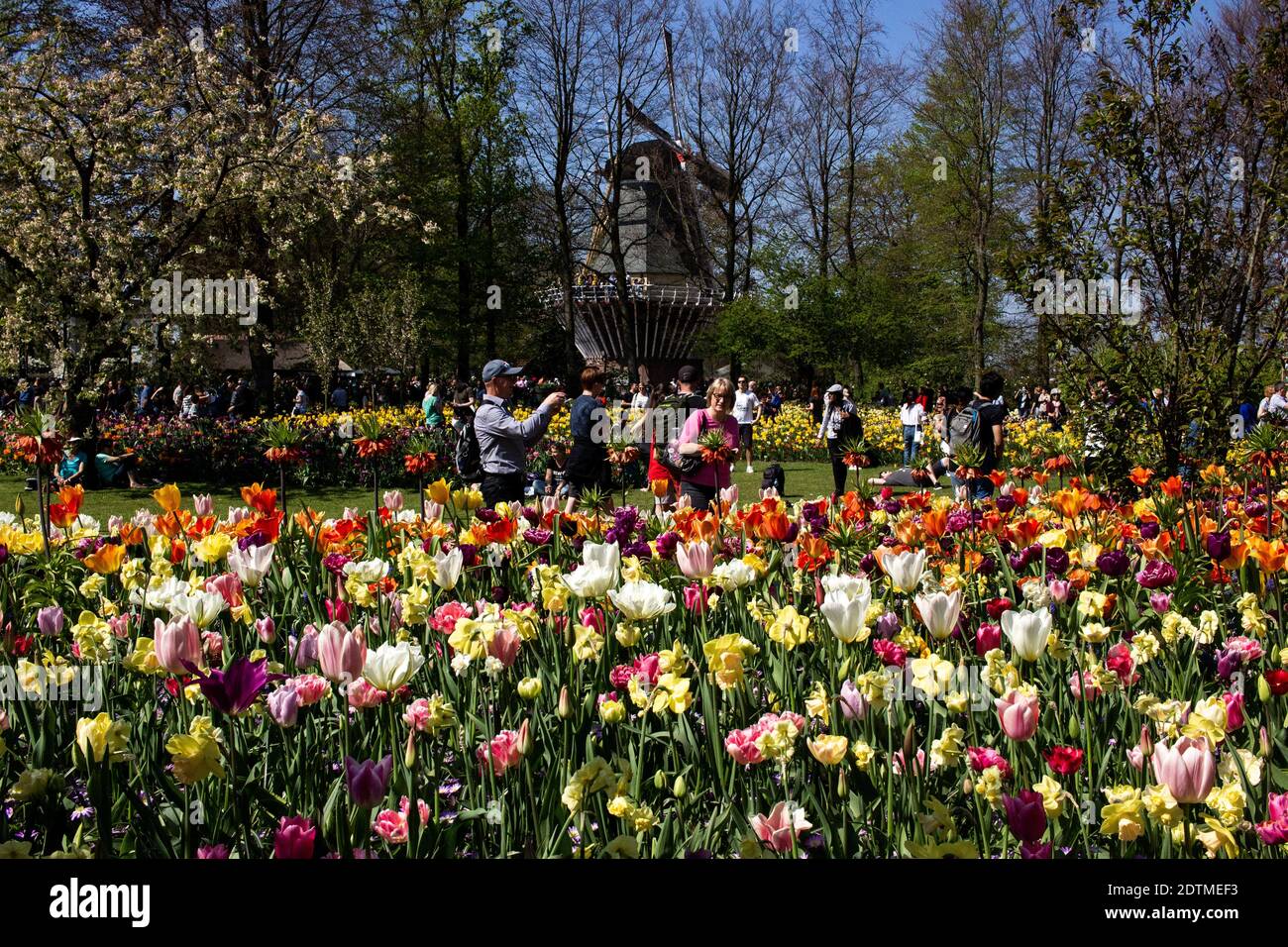 PAYS-BAS - TOURISME - KEUKENHOF Tourisme au chateau de Keukenhof au Pays-Bas,  grand jardin de fleurs et en particulier de tulipes. NETHERLANDS - TOURI  Stock Photo - Alamy