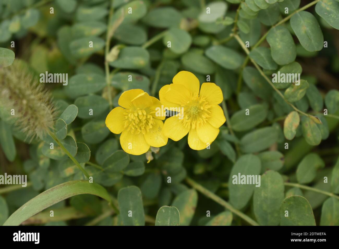 Buttercup bluebell hires stock photography and images Alamy