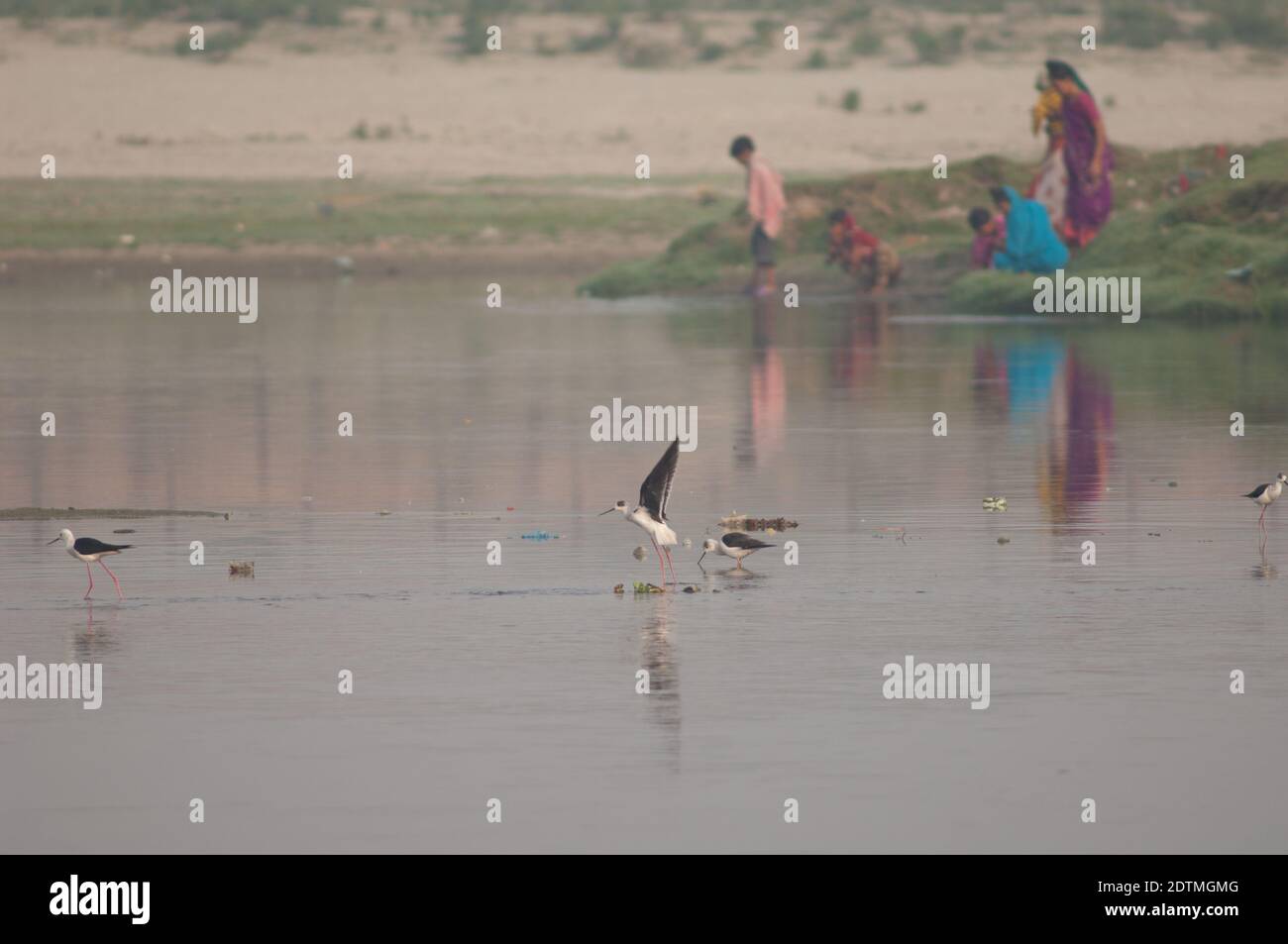 Blackwinged stilts Himantopus himantopus and Indian family in the