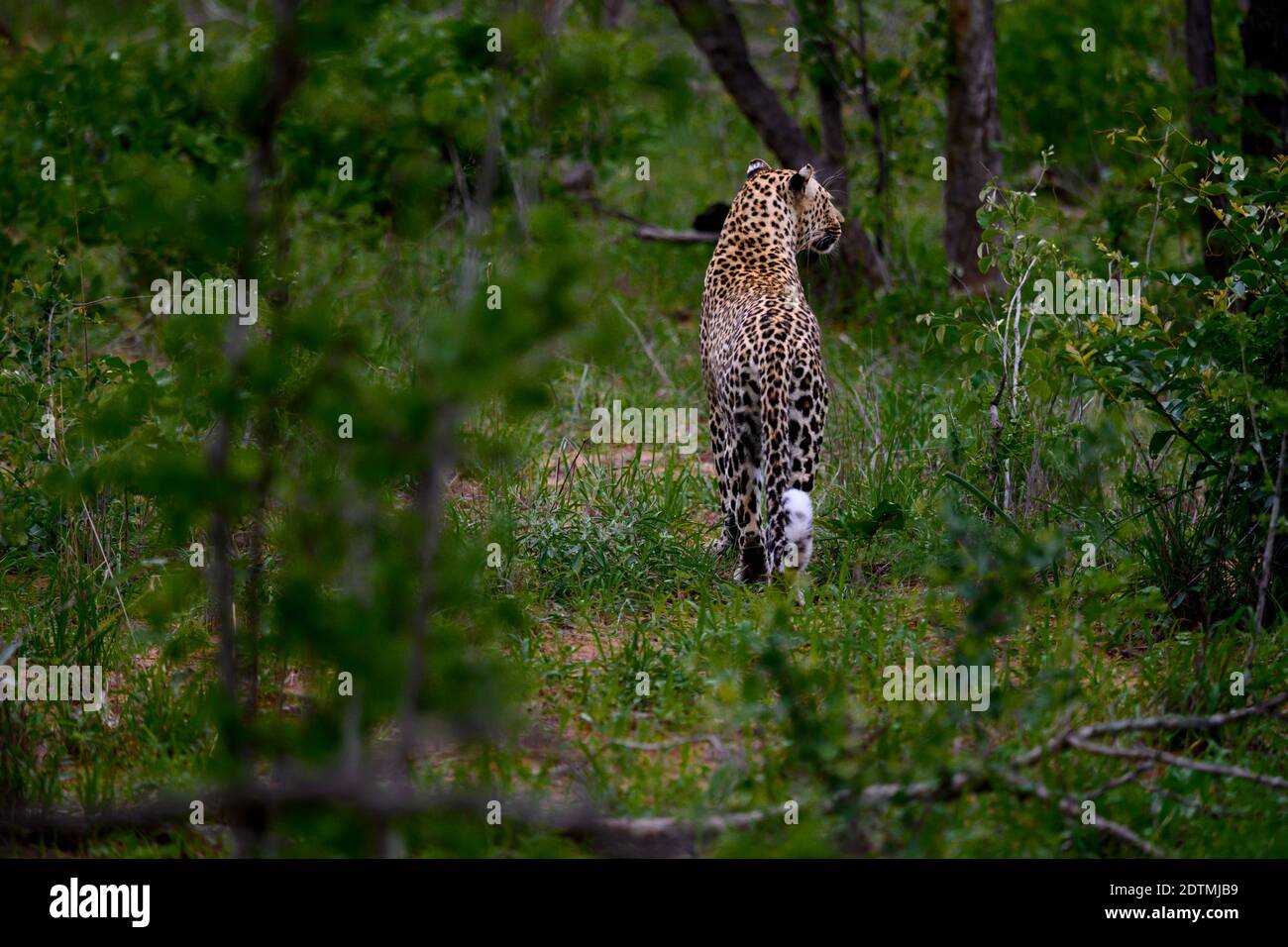 hunting leopard Stock Photo