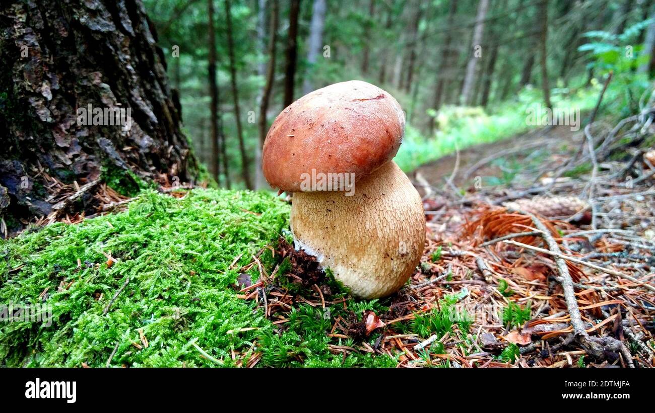Mushroom enjoyment hires stock photography and images Alamy