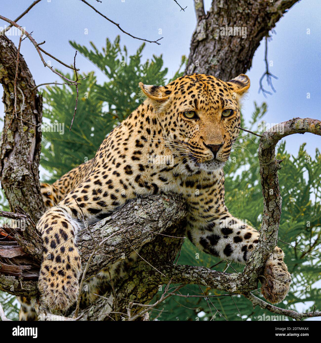 leopard in tree Stock Photo