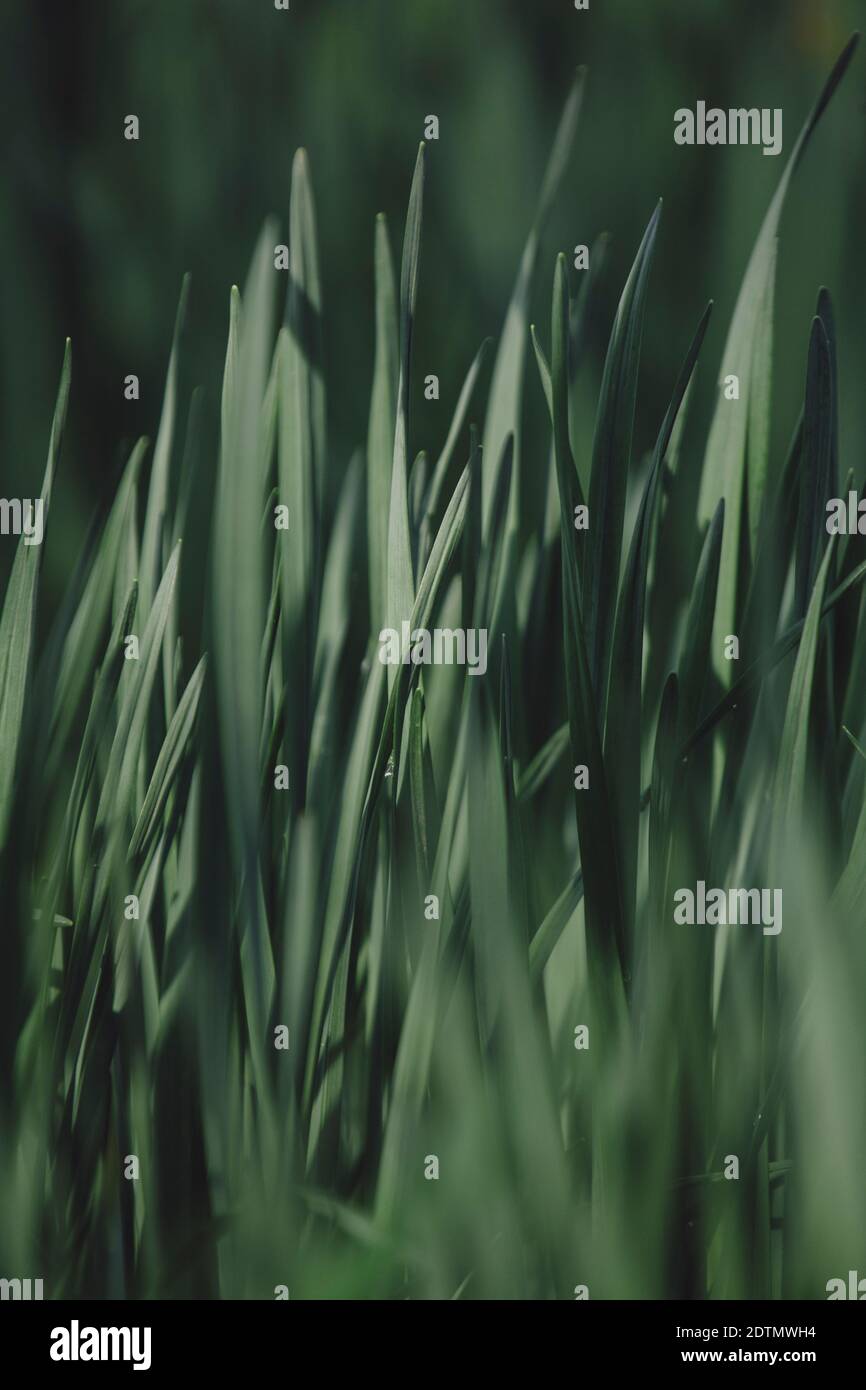 Grass growing extreme close up hi-res stock photography and images - Alamy