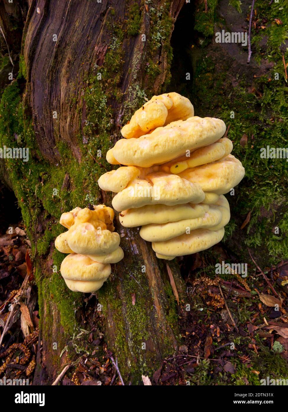 Large yellow fungus growing on a tree in woodland. Stock Photo