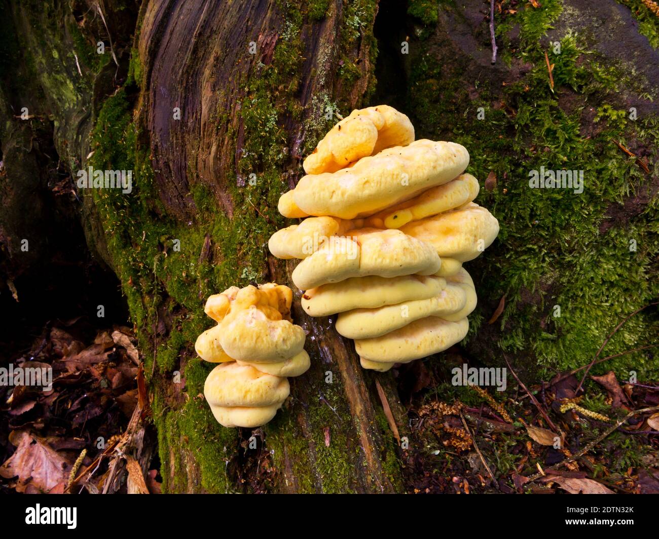 Large yellow fungus growing on a tree in woodland. Stock Photo