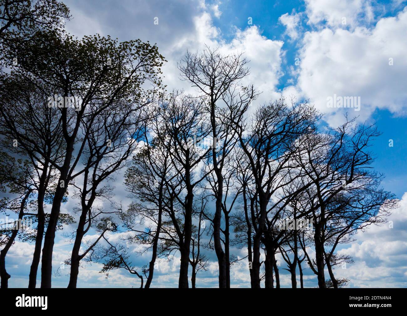Group of trees with bare branches silhouetted against a sky with white ...