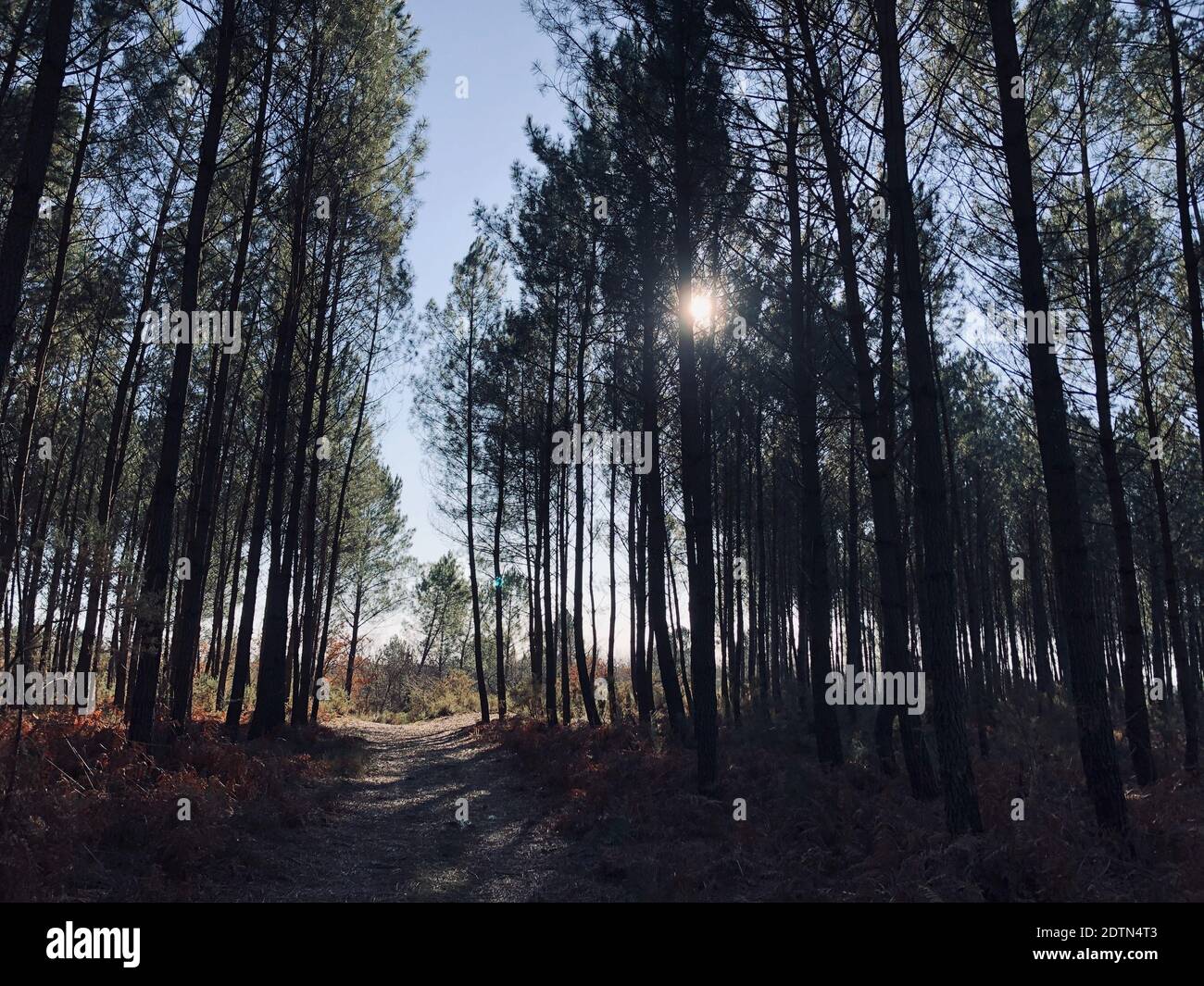 Sunlight france forest hi-res stock photography and images - Alamy