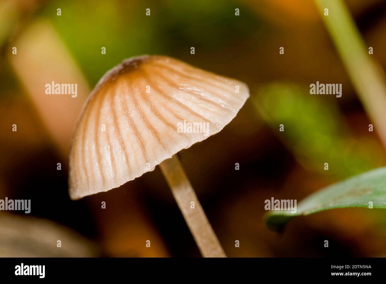 Wild Mushroom, Guadarrama National Park, Segovia, Castile and Leon, Spain, Europe Stock Photo