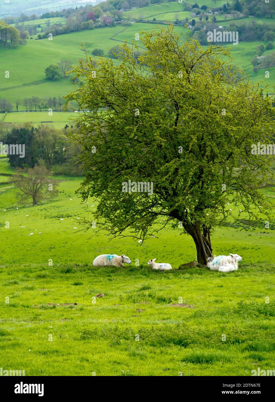 Sheep grazing in fields near Rowsley in the Peak District National Park Derbyshire Dales England UK Stock Photo