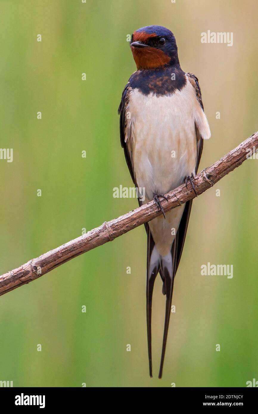 Rondine Barn Swallow Hirundo Rustica Stock Photo Alamy Rondine Barn Swallow Hirundo Rustica Stock Photo Alamy