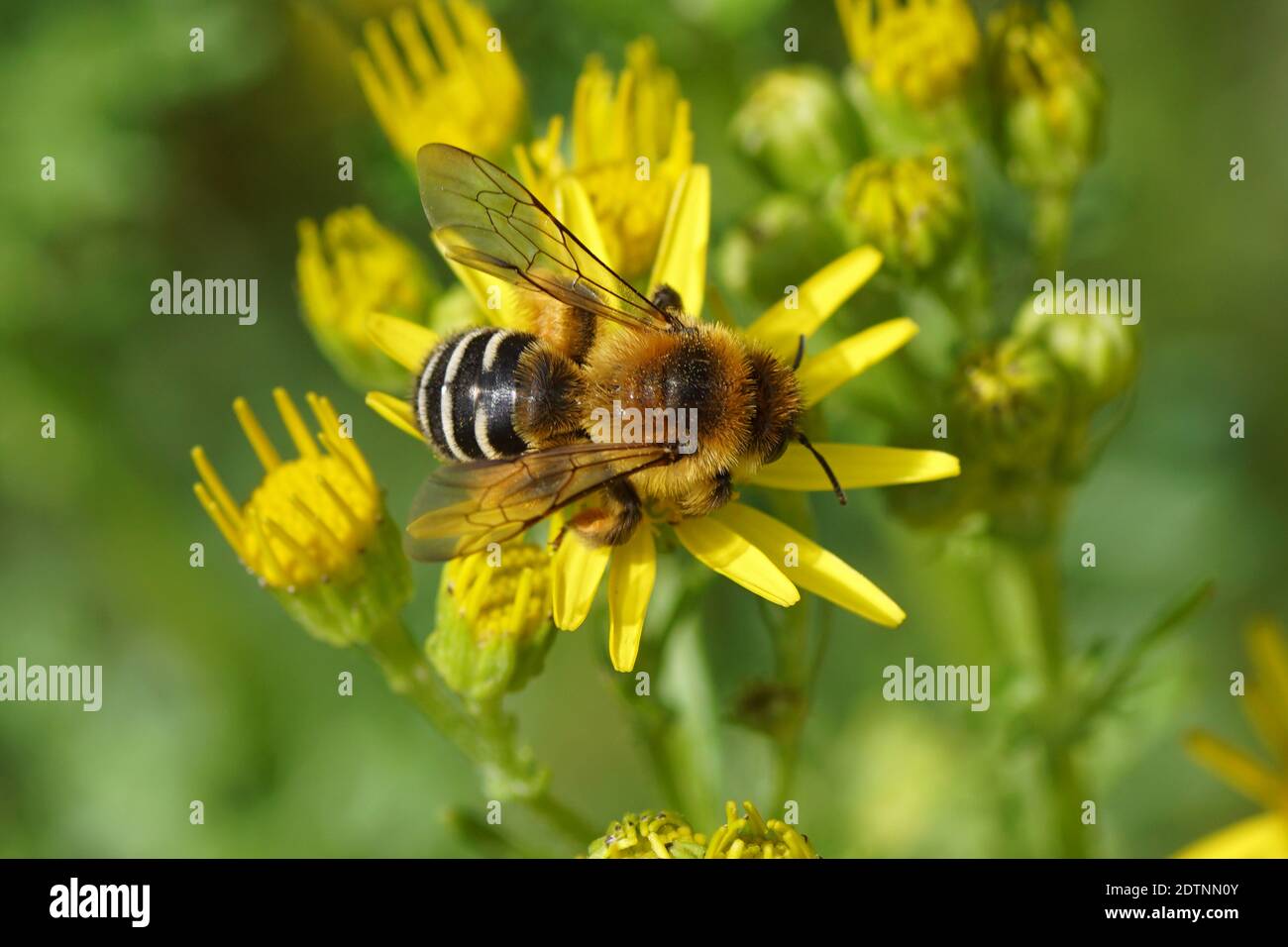 Pantaloon bee or hairy-legged mining bee (Dasypoda hirtipes), family Melittidae on the flowers of common ragwort (Jacobaea vulgaris). Family Mints Stock Photo