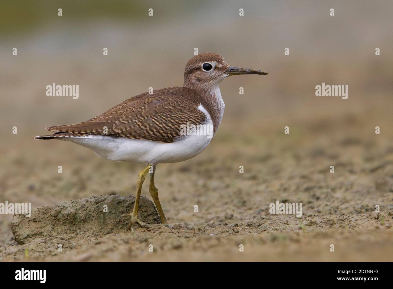 Common Sandpiper standing on the ground. Stock Photo