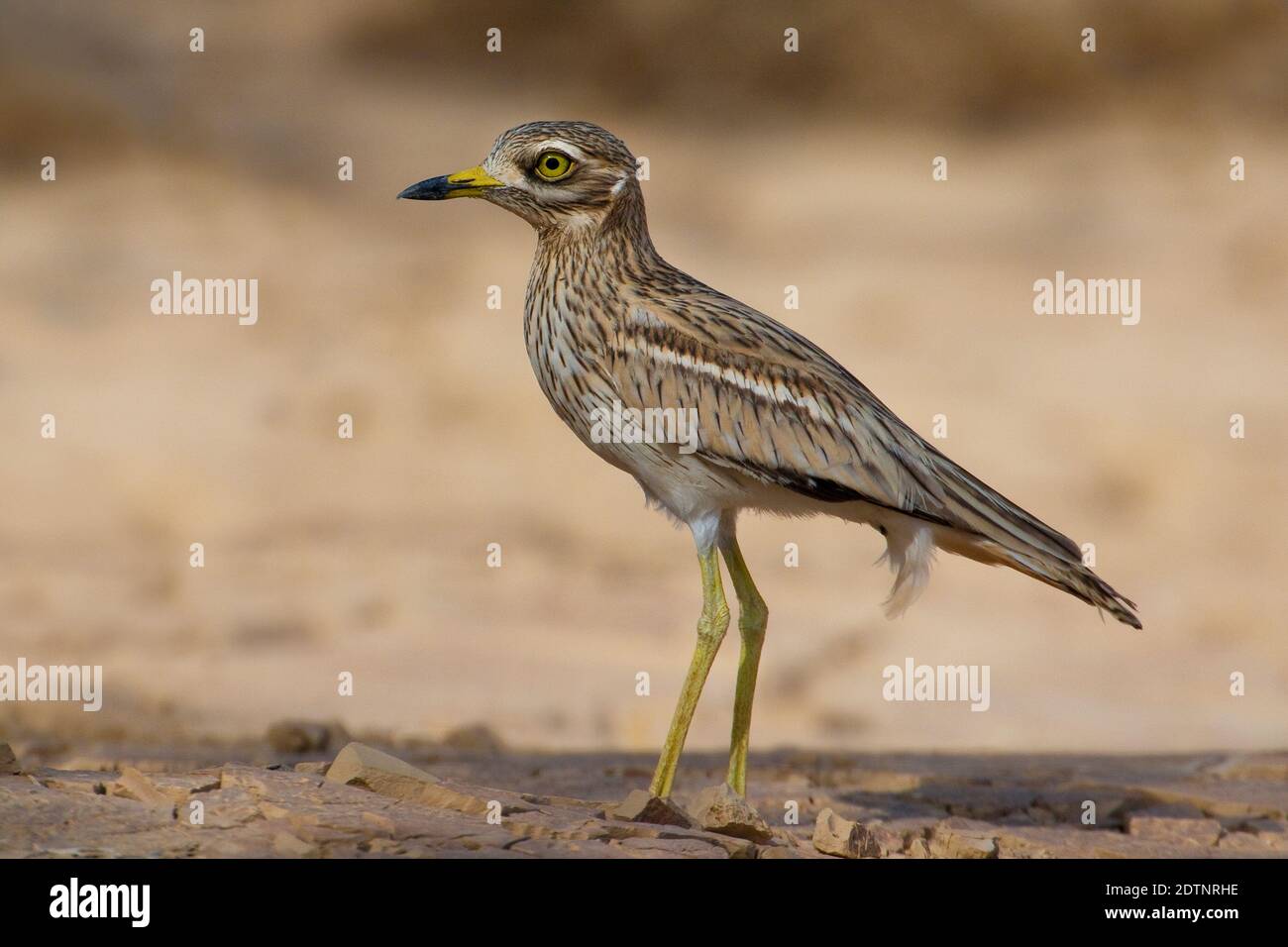 Occhione; Stone Curlew; Burhinus oedicnemus Stock Photo