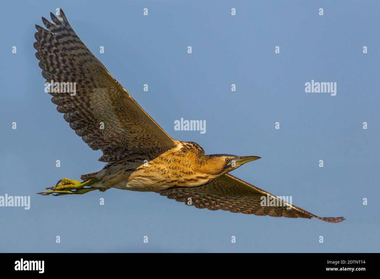 Tarabuso; Great Bittern; Botaurus stellaris Stock Photo - Alamy