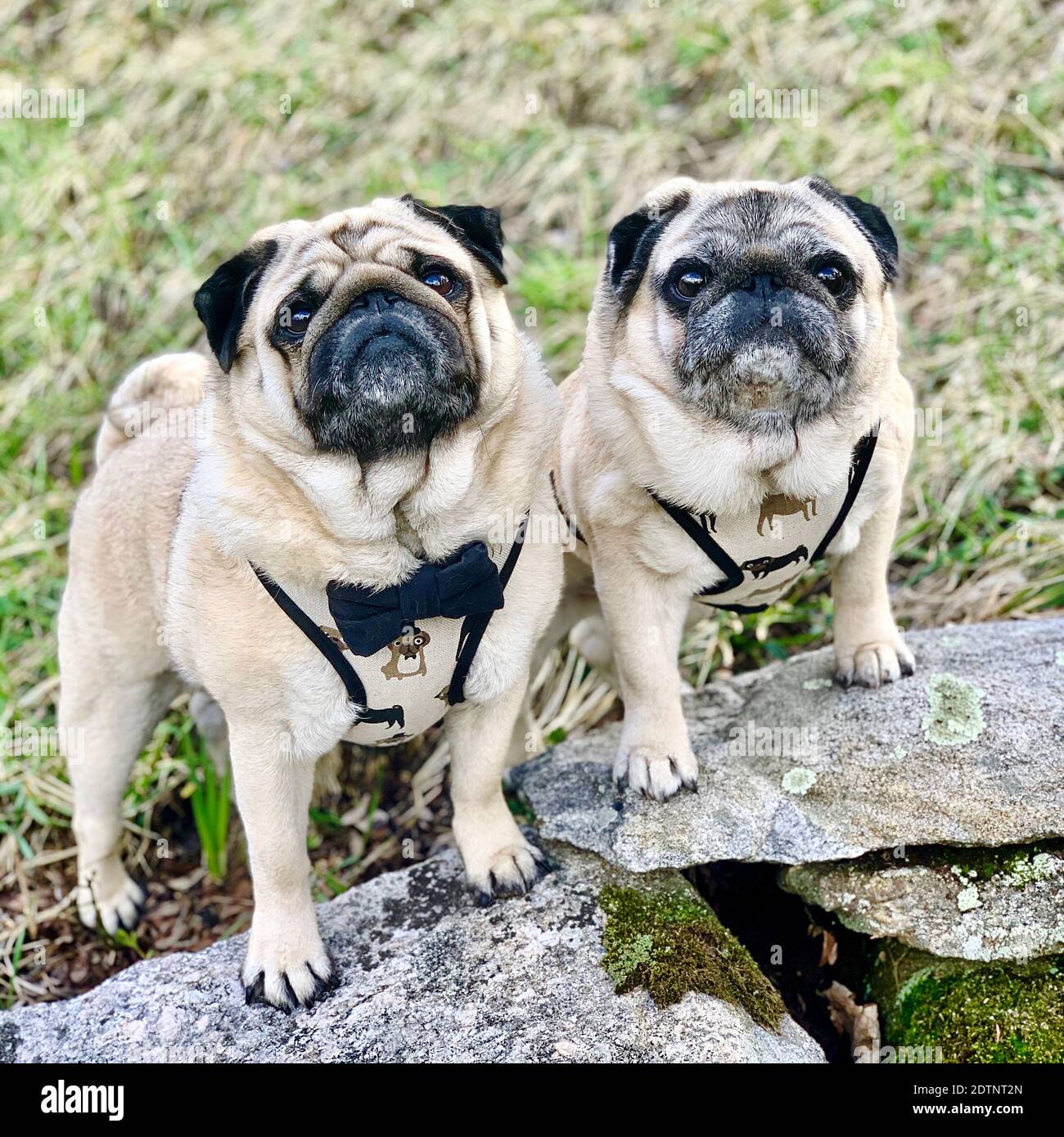 Pugs Perched On Rock Looking At Viewer Stock Photo