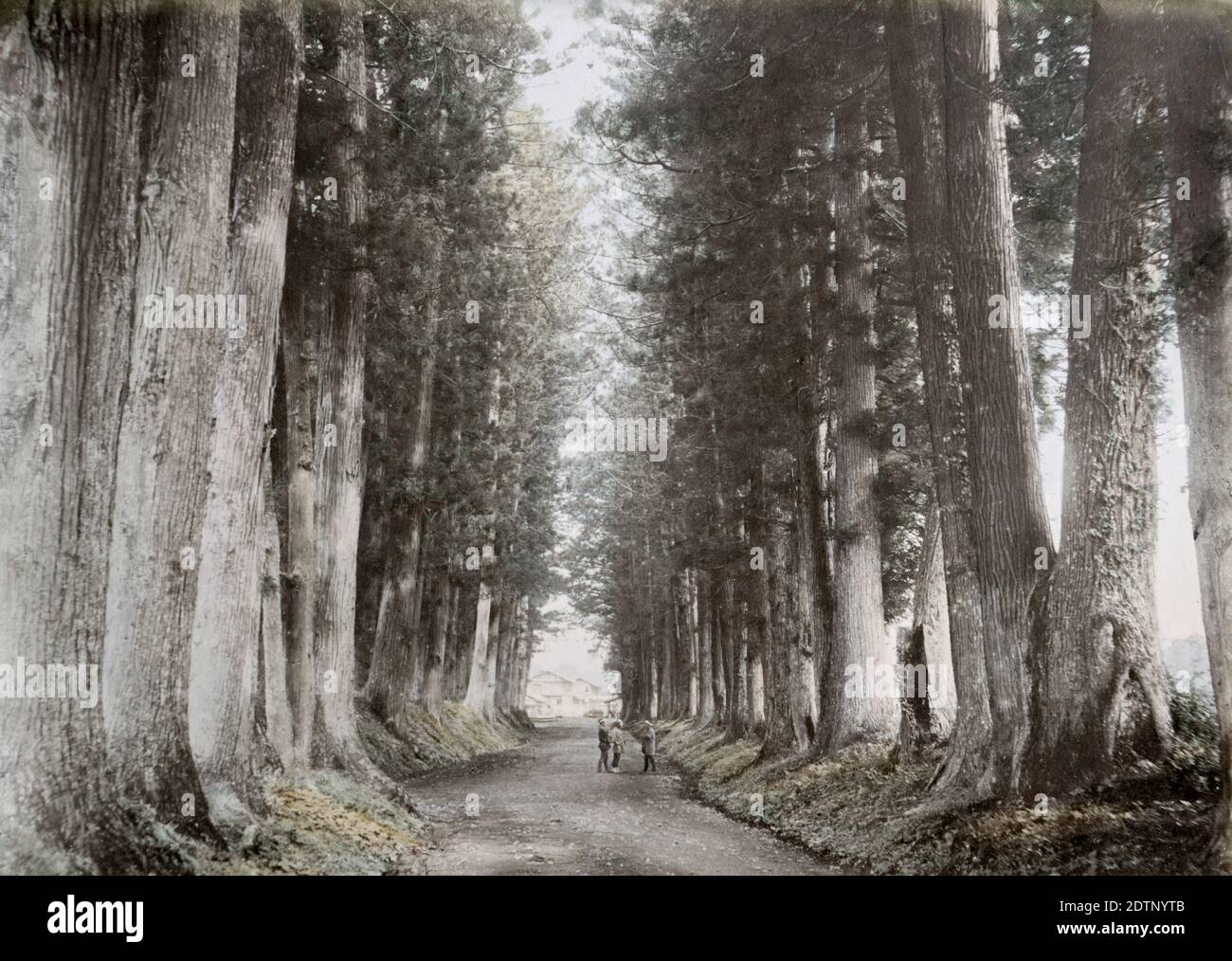 Vintage 19th century photograph - Japan - from the studio of Baron Raimund von Stillfried. Pine trees, Imaichi road, Nikko. Stock Photo