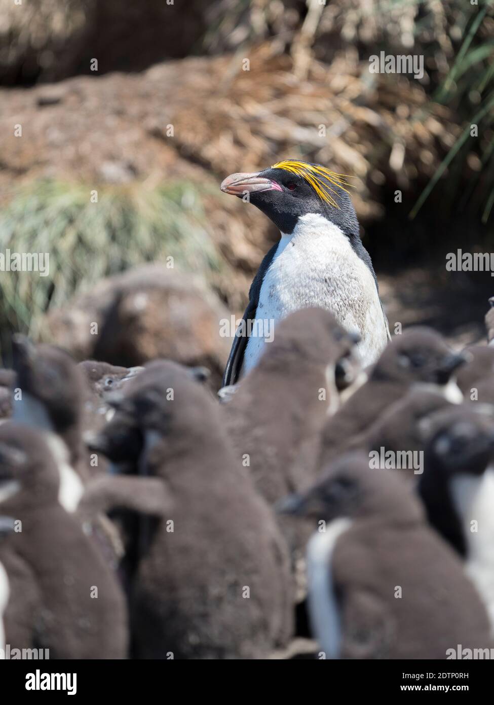 Macaroni Penguin (Eudyptes chrysolophus) in colony of Southern