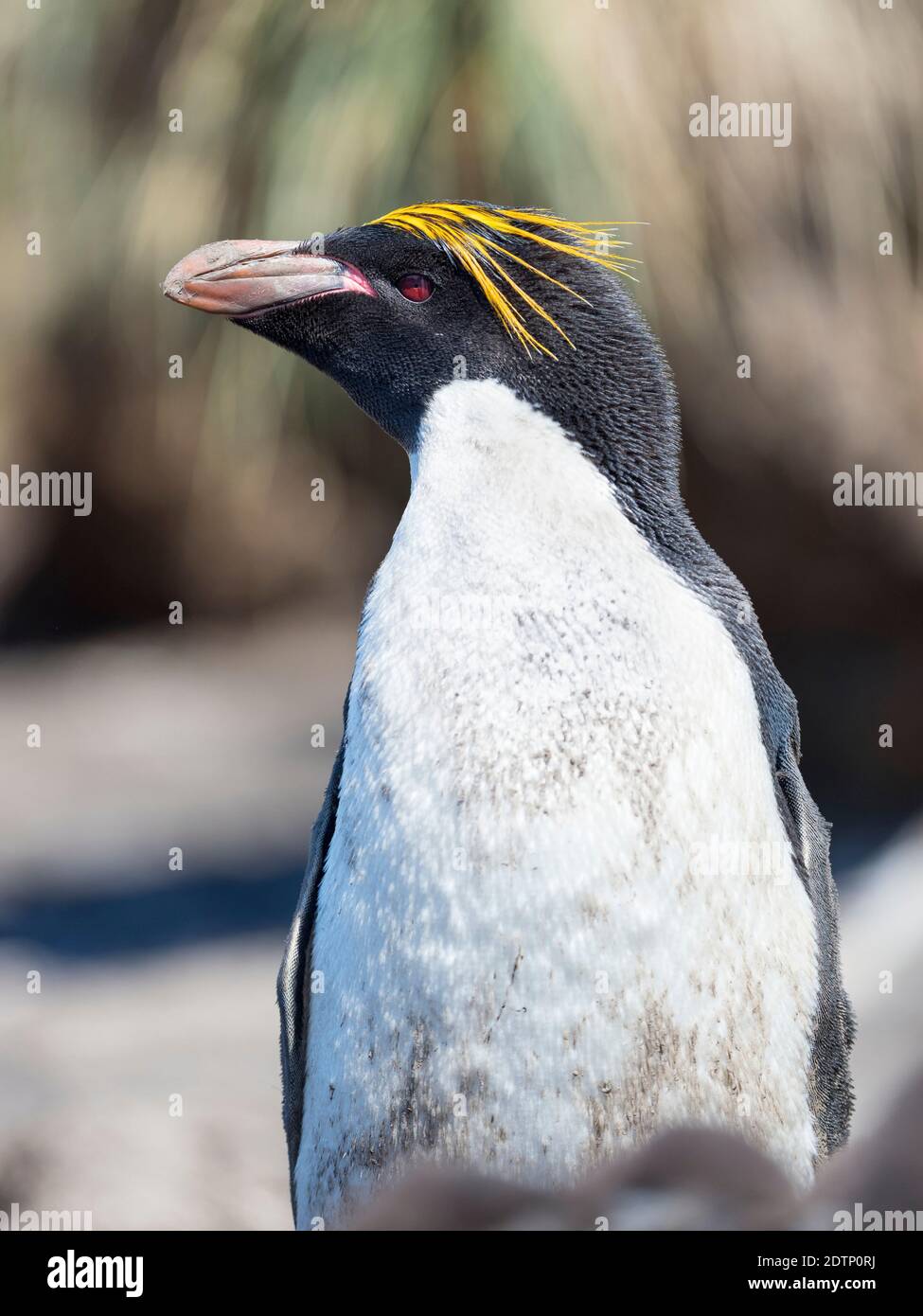 Macaroni Penguin (Eudyptes chrysolophus) in colony of Southern
