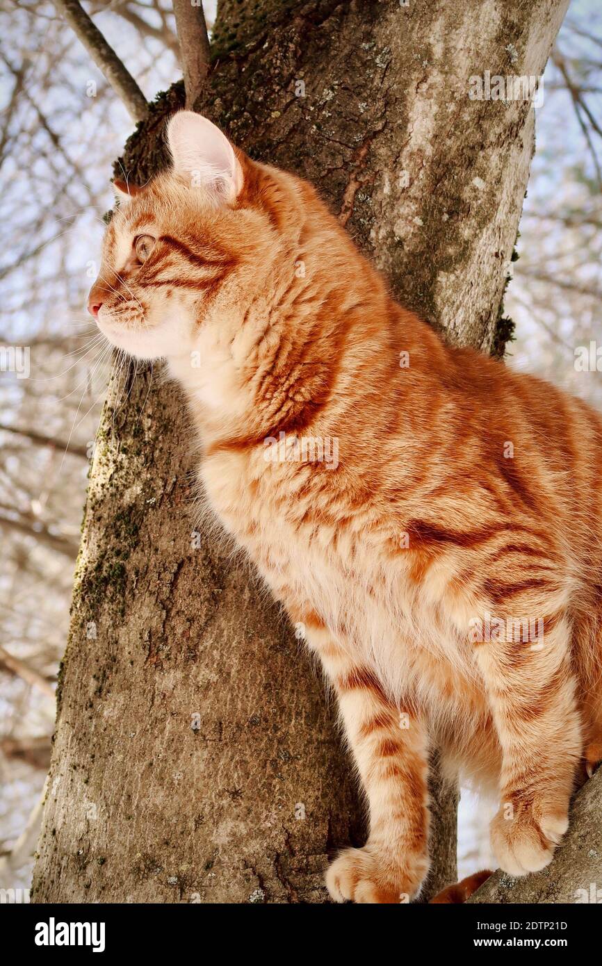 Orange Tabby Cat In A Tree Stock Photo Alamy