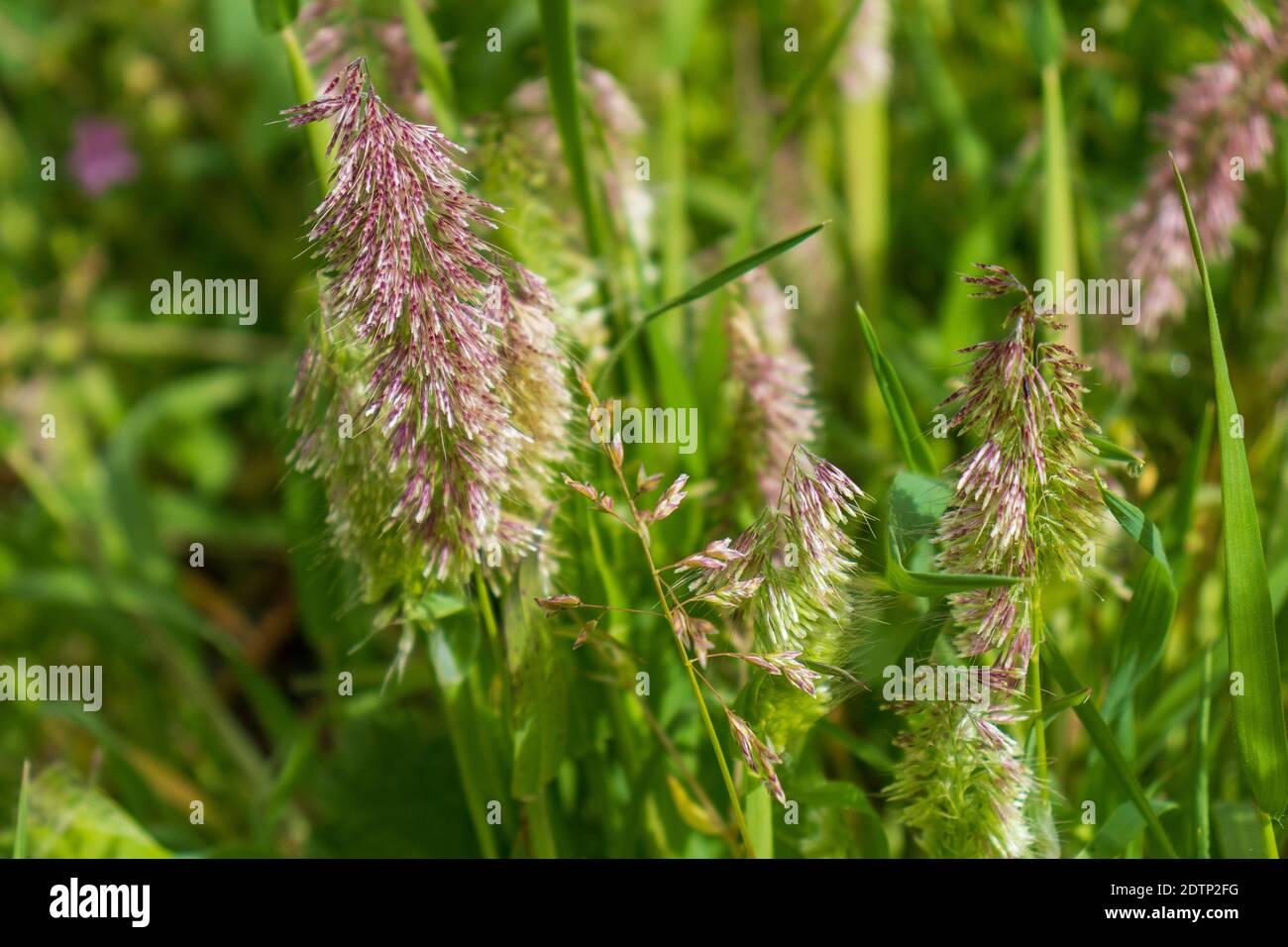 Lamarckia aurea, Golden Grass Stock Photo