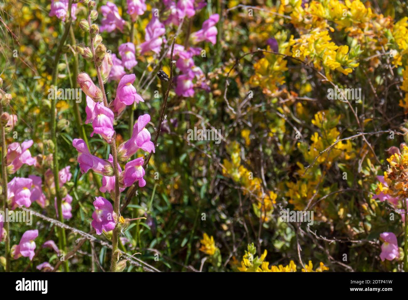 Antirrhinum majus, Large snapdragon Plant in Flower Stock Photo