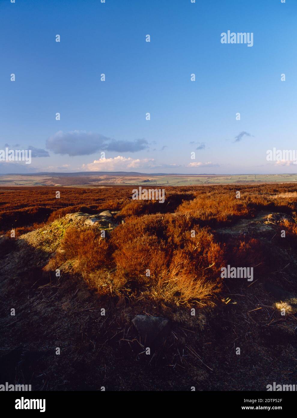 View NNE of Hob Hurt's House, a square prehistoric barrow & burial cist within an earthen bank on Beeley Moor, Derbyshire, England, UK. Stock Photo